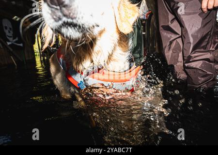 Dade City, Floride, États-Unis. 12 octobre 2024. PORTER, propriété de Cody et Samantha Fleisher, attend que la rivière Withlacoochee atteigne sa crête pendant qu'il joue dans l'eau. (Crédit image : © Dave Decker/ZUMA Press Wire) USAGE ÉDITORIAL SEULEMENT! Non destiné à UN USAGE commercial ! Banque D'Images