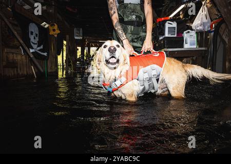 Dade City, Floride, États-Unis. 12 octobre 2024. PORTER, propriété de Cody et Samantha Fleisher, attend que la rivière Withlacoochee atteigne sa crête pendant qu'il joue dans l'eau. (Crédit image : © Dave Decker/ZUMA Press Wire) USAGE ÉDITORIAL SEULEMENT! Non destiné à UN USAGE commercial ! Banque D'Images