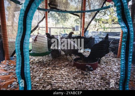 Dade City, Floride, États-Unis. 12 octobre 2024. Résident de Dade City de 7 ans, a logé leurs poulets jusqu'à kep les mettre en sécurité. (Crédit image : © Dave Decker/ZUMA Press Wire) USAGE ÉDITORIAL SEULEMENT! Non destiné à UN USAGE commercial ! Banque D'Images