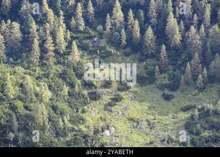 Vue profonde d'une petite cabane en bois dans la forêt avec des mélèzes, des pins en pierre suisses et des pins de montagne sur le cavalier Alm, parc national de Berchtesgaden, Banque D'Images