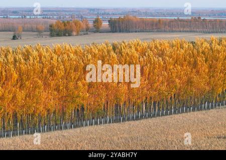 Pékin, Chine. 11 octobre 2024. Une photo de drone aérien prise le 11 octobre 2024 montre des champs et des arbres dans le village de Dongsheng, ville de Zhaodong dans la province du Heilongjiang, au nord-est de la Chine. Crédit : Wang Jianhua/Xinhua/Alamy Live News Banque D'Images