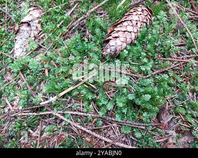 La grande plume (Plagiochila asplenioides) Plantae Banque D'Images