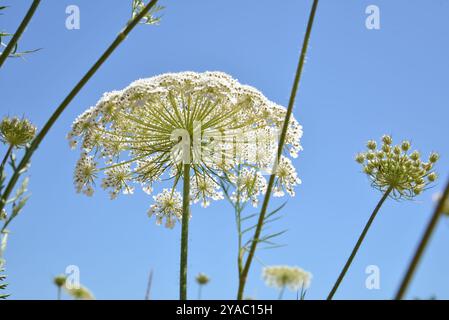 Regardez vers le haut d'en dessous une fleur sauvage blanche composée, probablement la dentelle de la Reine Anne (Daucus carota), avec un ciel bleu clair en arrière-plan. Banque D'Images