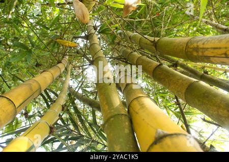 Plantes de bambou jaune qui poussent abondamment dans les basses terres de l'Indonésie Banque D'Images