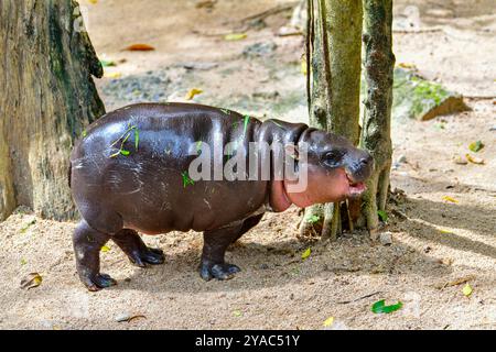 Un hippopotame nain pygmée femelle , Khao Kheow Open Zoo à Chonburi Thaïlande Banque D'Images