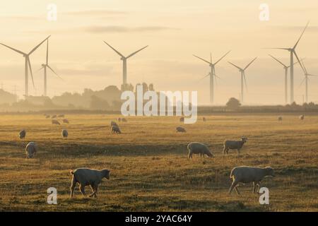 Angleterre, Kent, marais de Romney, éoliennes et moutons Banque D'Images