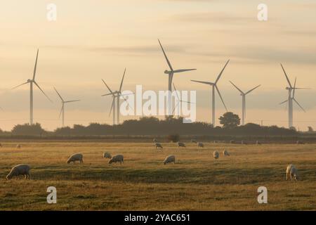Angleterre, Kent, marais de Romney, éoliennes et moutons Banque D'Images