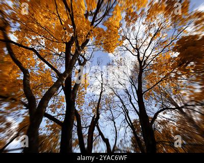 Vue de dessous des arbres d'automne avec feuillage doré. Entouré de grands arbres, tir à faible angle. Saison d'automne. Banque D'Images