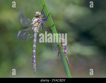 Southern Hawker Dragonfly [ Aeshna cyanea ] et enveloppe de la nymphe sur la tige de l'iris pile de 30 images Banque D'Images