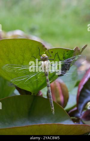 Southern Hawker Dragonfly [ Aeshna cyanea ] a récemment émergé sur Lily pad Banque D'Images