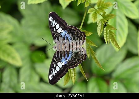 Singapore Butterfly (Blue Clipper Butterfly Parthenos Sylvia), à Singapore Airport Garden Asia Banque D'Images