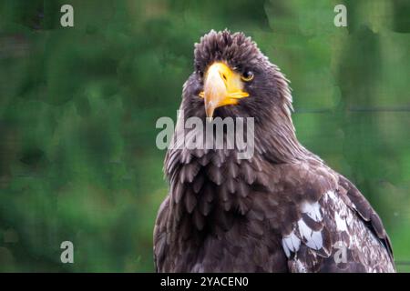 Profil rapproché d'un aigle à queue blanche, également connu sous le nom de grand aigle de mer. de l'avant Banque D'Images