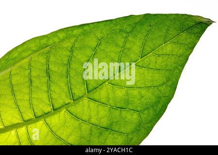 photo macro de feuille de tabac sur fond blanc, production de tabac, culture de tabac, plante de tabac Banque D'Images