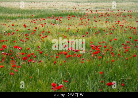 Coquelicots rouges dans un champ de blé en Espagne Banque D'Images