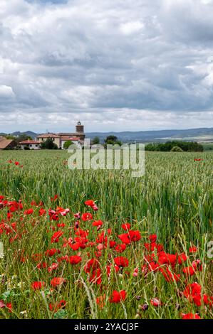 Fleurs de pavot poussant le long d'un champ d'orge avec un village espagnol en arrière-plan en Espagne Banque D'Images