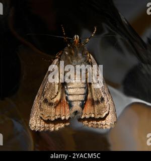 La face ventrale d'un papillon de nuit sous l'aile en cuivre, Amphipyra pyramidea, pris à l'intérieur à travers le verre. Banque D'Images