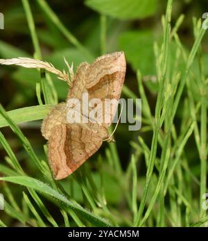 Un gros plan bien focalisé d'un papillon de nuit brun brun de couleur claire reposant sur l'herbe. La coloration varie de teigne à teigne mais donne un excellent camouflage. Banque D'Images