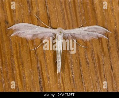 Une belle plume blanche, Pterophorus pentadacyyyla, prise à l'intérieur reposant sur un meuble.. Bien ciblé, gros plan et détaillé. Banque D'Images