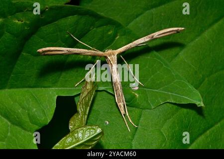 Un beau Morning-Glory Plume Moth, Emmelina monodactyla, reposant sur des feuilles de bindweed dans mon jardin. Bien concentré et gros plan avec de bons détails. Banque D'Images