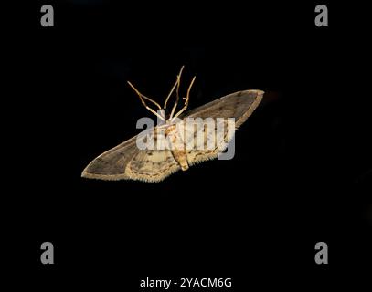 La face inférieure ou ventrale d'un petit papillon de nuit Dusty Wave, Idaea seriata, ce gros plan bien focalisé repose sur l'extérieur d'une fenêtre. Banque D'Images