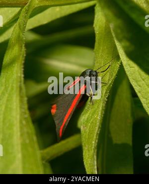 Ce beau papillon noir et rouge repose sur un fond feuillu. Il est en parfait état. Banque D'Images