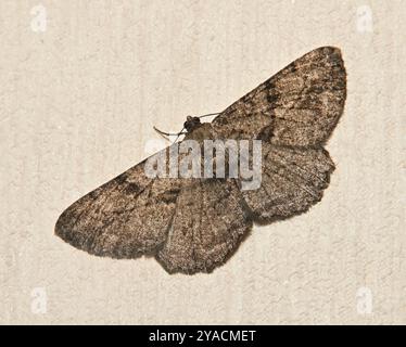 Une image rapprochée et bien focalisée d'un papillon de beauté du saule, Peribatodes rhmboidaria. Une femelle teigne avec une coloration assez foncée. Banque D'Images