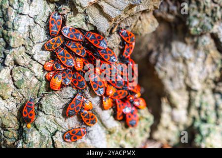 Groupe de punaises de feu (Pyrrhocoris apterus) sur l'écorce d'un arbre. Banque D'Images