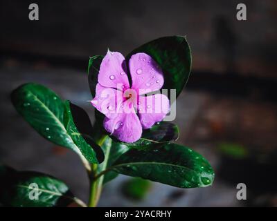 Fleur rose Banque D'Images