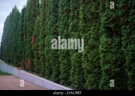 Une rangée d'arbres thuya sous la forme d'une grande longue clôture. Une haie de thuya Banque D'Images