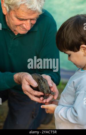 Grand-père caucasien tenant bébé lapin dans ses mains et le montrant à enfant garçon, son petit-fils. Portrait vertical, contenu de la fête des grands-parents. Banque D'Images