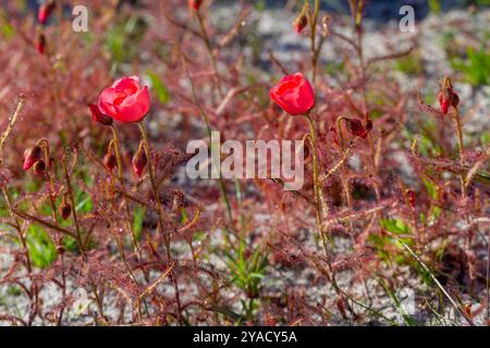 La belle forme florissante rouge vif du Sundew Drosera cistiflora (une plante carnivore) à l'ouest de Darling, Cap occidental de l'Afrique du Sud Banque D'Images