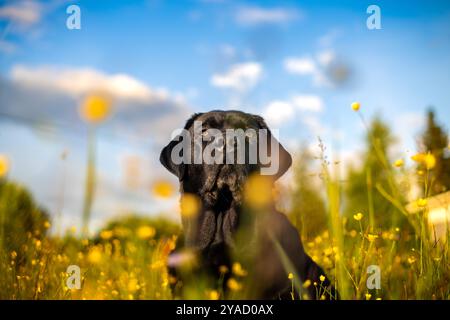 labrador noir retriever assis sur une prairie et entouré de fleurs jaunes. Banque D'Images