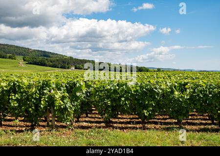 Vignobles verts autour du village de Puligny-Montrachet, Bourgogne, France. Vinification de vin sec blanc de haute qualité à partir de raisins Chardonnay sur grand cru classe vin Banque D'Images