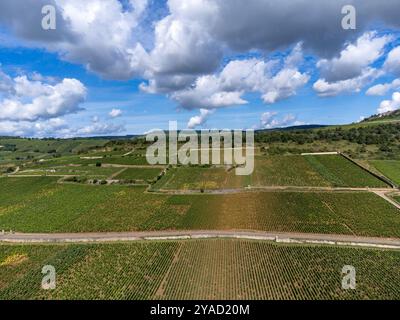 Vignobles verts autour du village de Puligny-Montrachet, Bourgogne, France. Vinification de vin sec blanc de haute qualité à partir de raisins Chardonnay sur grand cru classe vin Banque D'Images