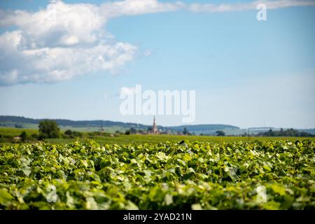 Vignobles verts autour du village de Puligny-Montrachet, Bourgogne, France. Vinification de vin sec blanc de haute qualité à partir de raisins Chardonnay sur grand cru classe vin Banque D'Images