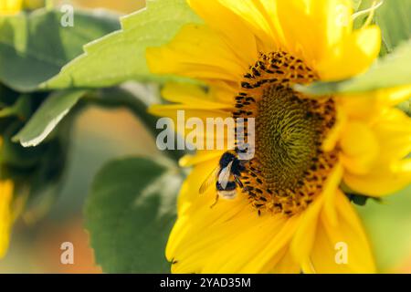 Un bourdon assis sur un tournesol au soleil dans un champ en Norvège Banque D'Images