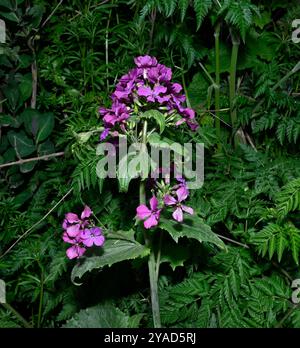 Honnêteté annuelle, Lunaria annua, poussant à l'état sauvage au bord d'un canal. Gros plan avec fond feuillu naturel entièrement focalisé. Banque D'Images