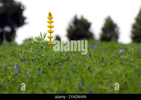 Champ avec des cultures de lupin blanc et une floraison jaune différente. Banque D'Images