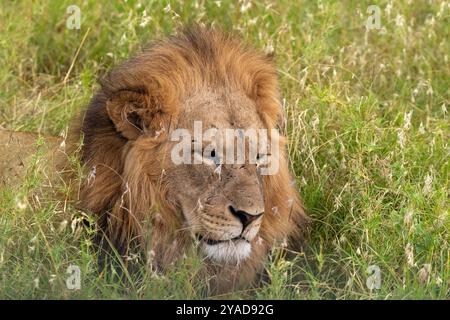 Lion mâle, Panthera leo, Felidae, ol Pejeta Conservancy, Kenya, Afrique Banque D'Images