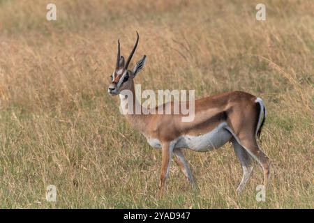 Thomson gazelle, Eudorcas thomsonii, Bovidae, ol Pejeta Conservancy, Kenya, Afrique Banque D'Images