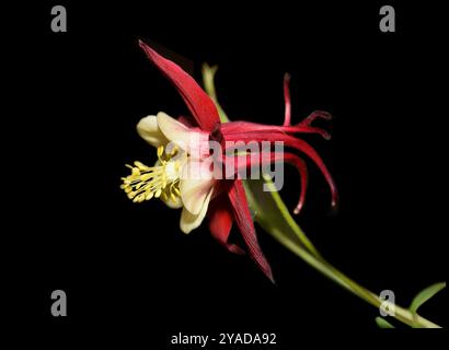 Une seule tige d'Aquilegia, Aquilegia vulgaris, avec une belle fleur rouge et jaune sur fond noir. Une image élégante et bien focalisée. Banque D'Images