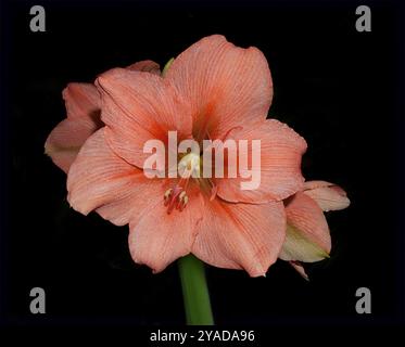 La tête de fleur d'un bel amaryllis couleur pêche, Hippeastrum striatum, sur fond noir. Une image très frappante. Banque D'Images