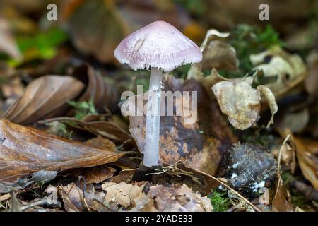 Bonnet lilas, New Forest, Hampshire, Royaume-Uni Banque D'Images