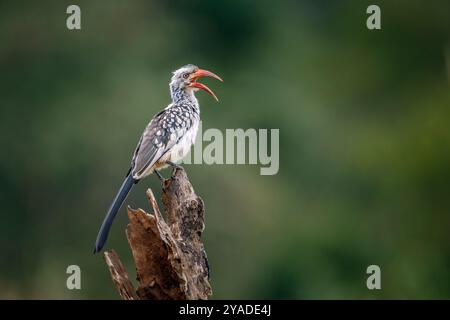 Southern Red bec de Hornbill perché sur une bûche isolée en fond naturel dans le parc national Kruger, Afrique du Sud ; espèce Tockus rufirostris famille de Banque D'Images