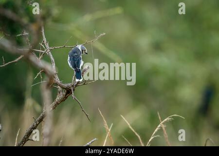Helmetshrike à crête blanche debout sur une branche dans le parc national Kruger, Afrique du Sud ; espèce Prionops plumatus famille de Vangidae Banque D'Images