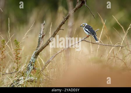 Helmetshrike à crête blanche debout sur une branche dans le parc national Kruger, Afrique du Sud ; espèce Prionops plumatus famille de Vangidae Banque D'Images