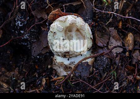 Faux chapeau de mort, Amanita citrina var. alba, New Forest, Hampshire, Royaume-Uni Banque D'Images