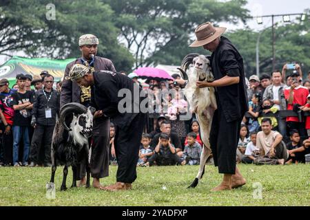 Bogor, Indonésie. 13 octobre 2024. Les gens préparent leurs béliers pour un combat traditionnel de béliers, qui fait partie de la culture sundanaise, à Bogor, Java occidental, Indonésie, Oct. 13, 2024. crédit : Sandika Fadilah/Xinhua/Alamy Live News Banque D'Images