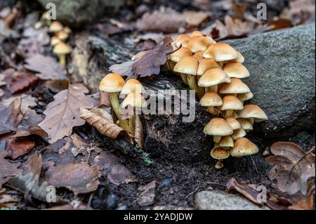 Champignon Hypholoma fasciculare, communément appelé touffe de soufre ou grappes de bois dans la forêt. Banque D'Images