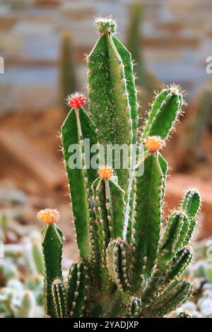 Cactus lunaires de couleur vibrante ou Gymnocalycium mihanovichii greffés sur Hylocereus Rootstock Banque D'Images